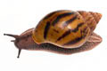 Achatina achatina achatina Ghana typ 1c semiadult 8cm